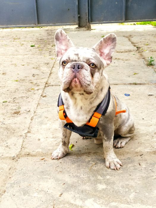 Вязка Lilac merle