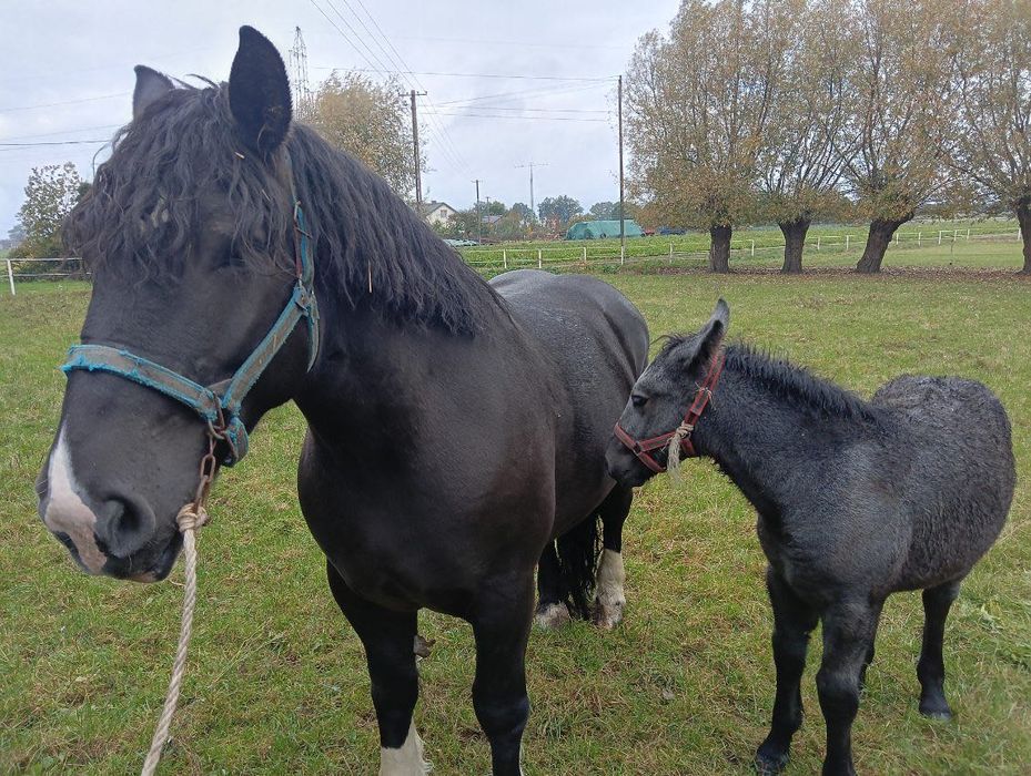 Sprzedam klacz z źrebowke szpaczke