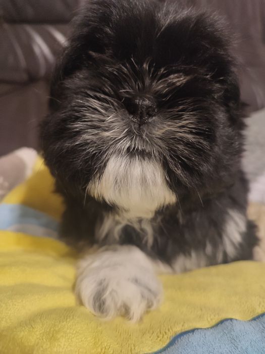 Shihtzu czarno biały piesek