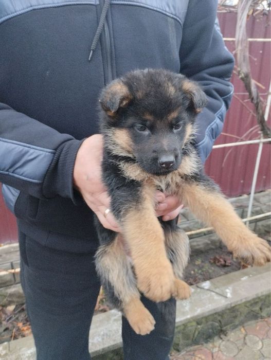 Продам щенят Німців