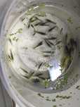 Camarões Neocaridina davidi var selvagem