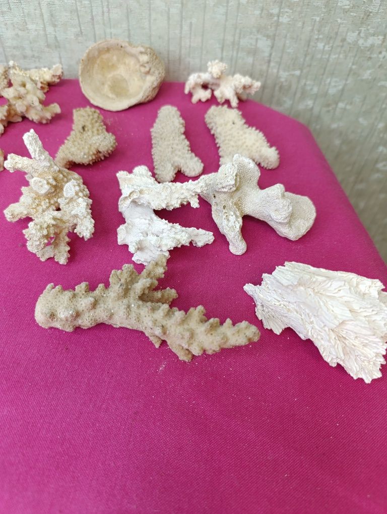 Кораллы коралл разные для декора поделок аквариума белый разной формы