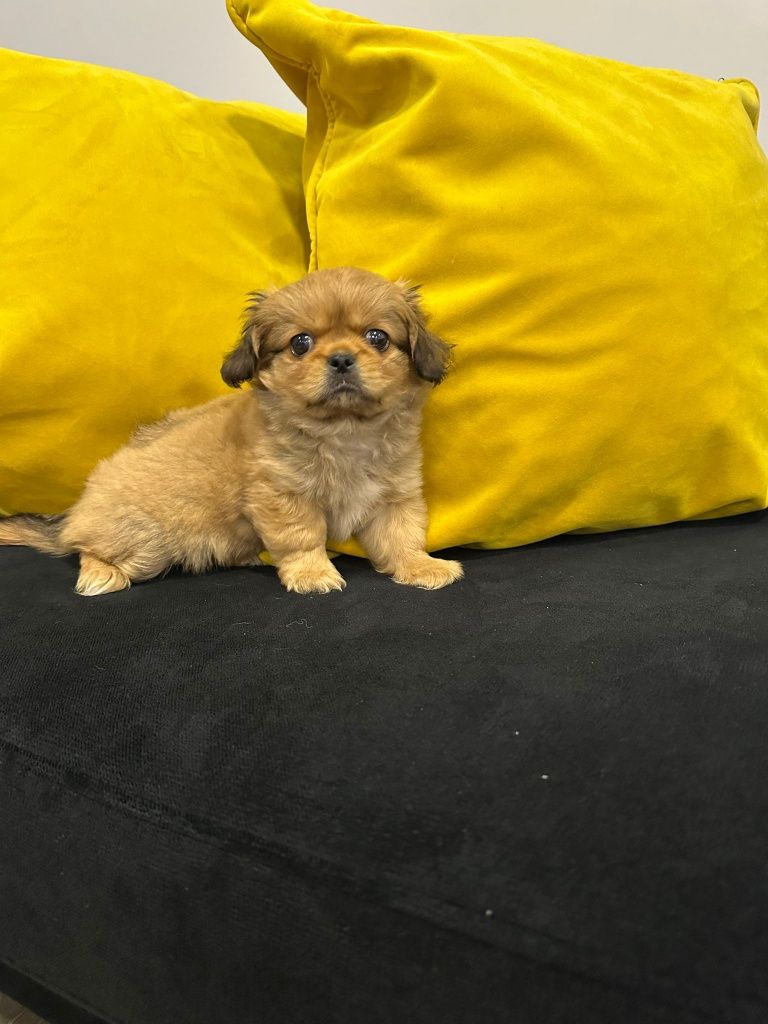 Pequines menino lindo