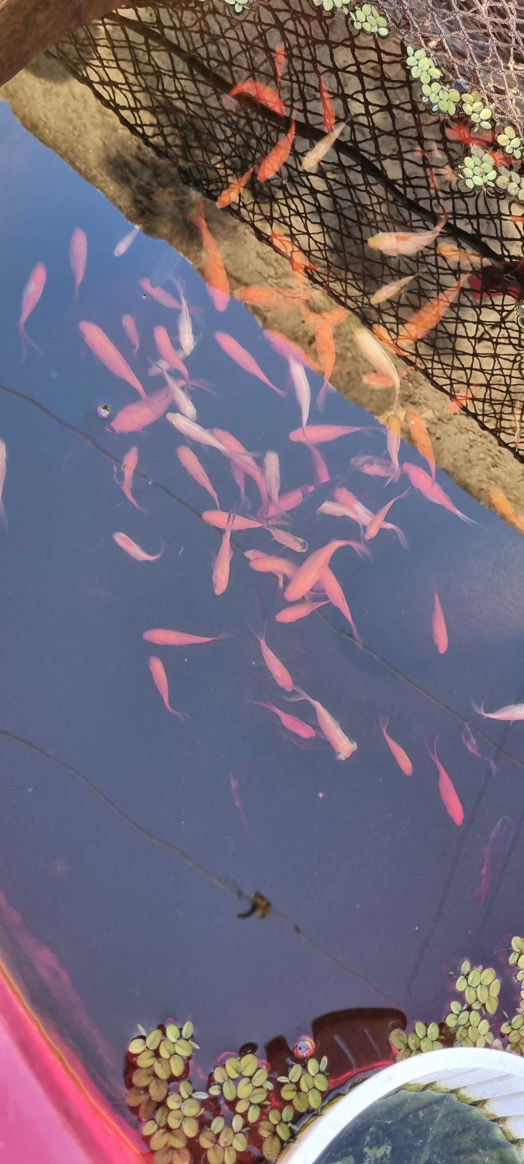 Peixes Cometa - Criados em
Casa - Saudáveis e Bonitos!