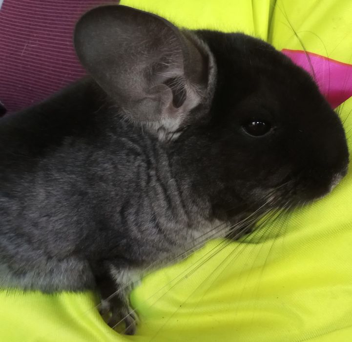 Szynszyla samiczka czarna aksamitna