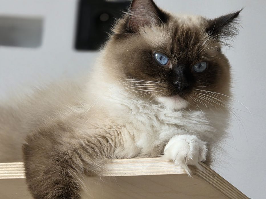 Kot RAGDOLL z rodowodem FPL