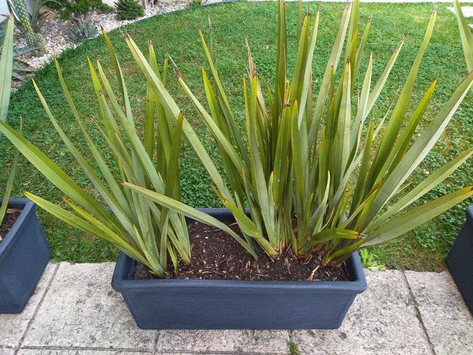 Floreiras grandes com plantas de exterior