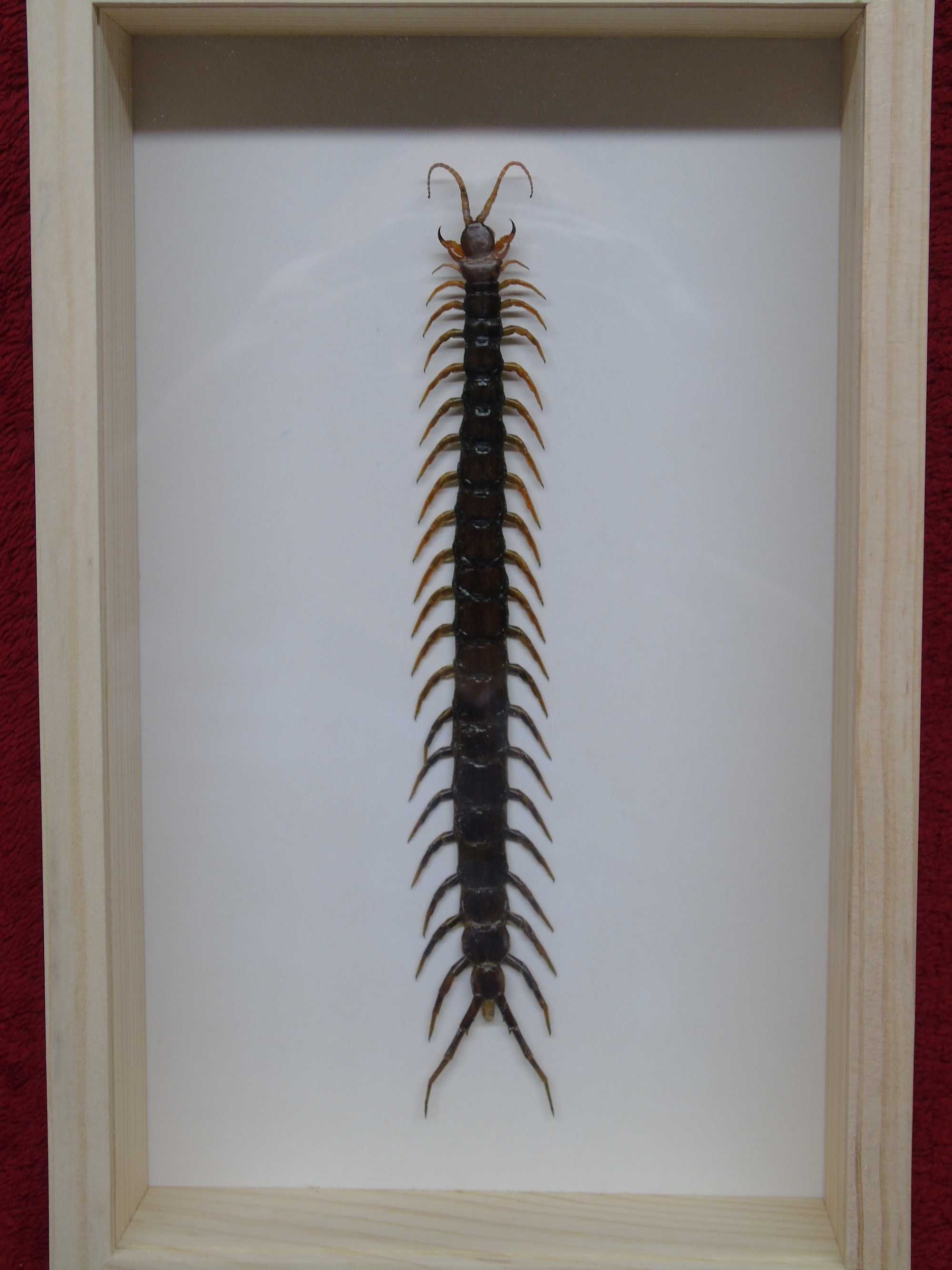 Skolopendra w ramce