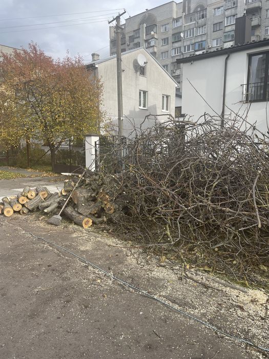 Безкоштовно віддам на дрова дерево разом з гілками
