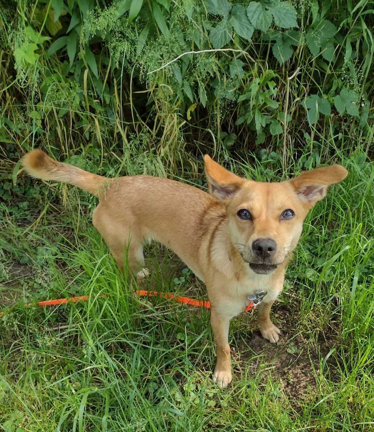 Sula poleca się do adopcji:)