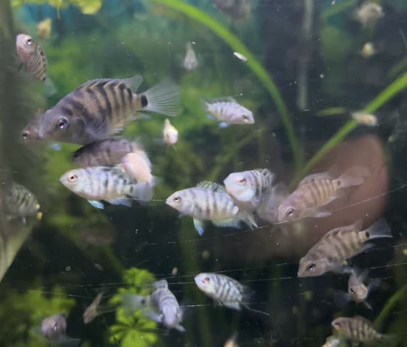 Papagaios anões safira e albinos