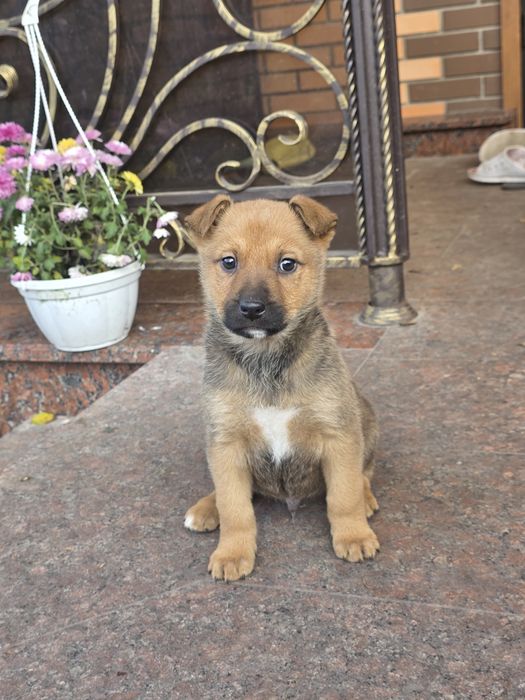 Щенки Бельгийской овчарки  (Малинуа)