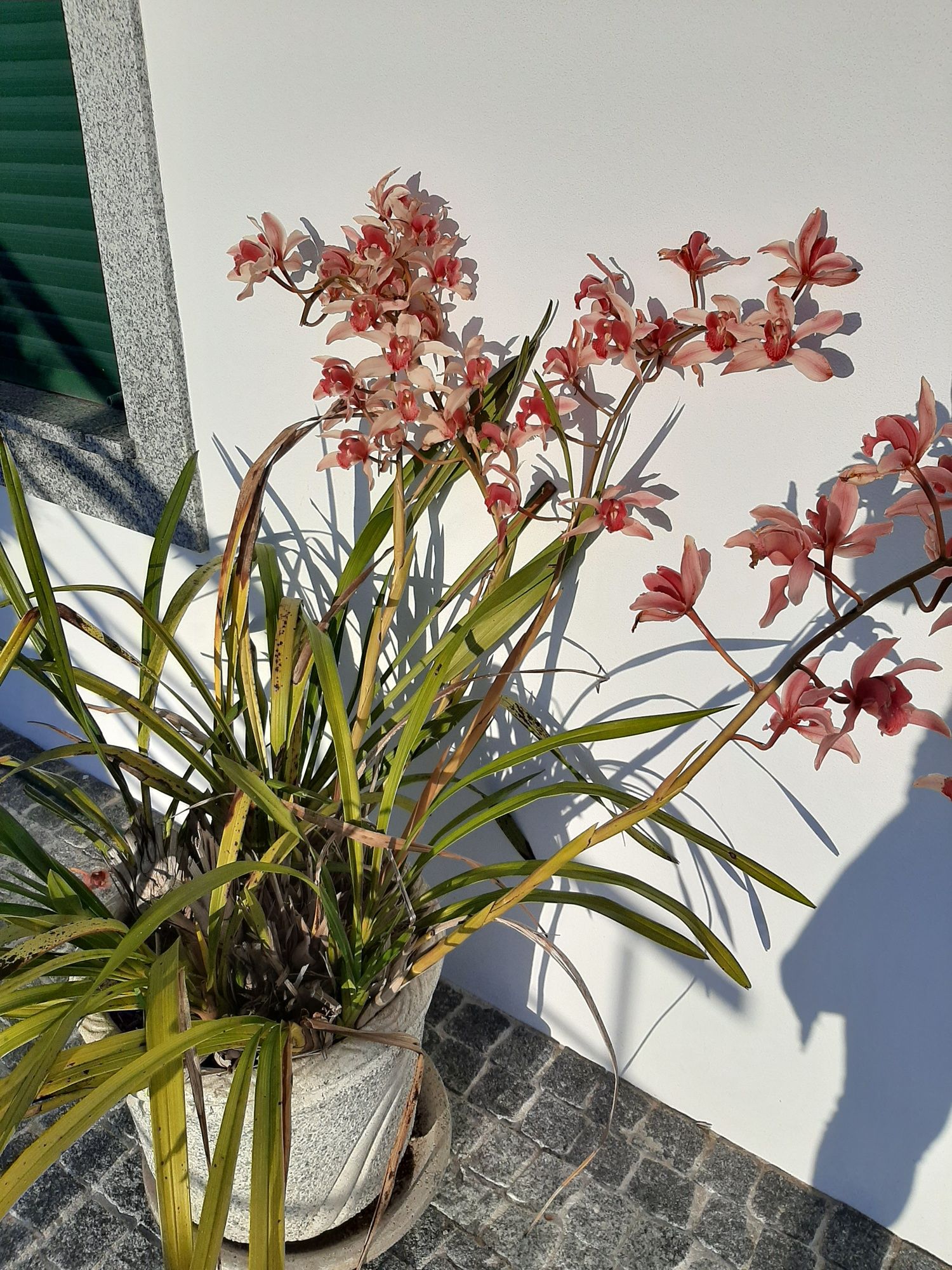 Orquídeas de várias cores