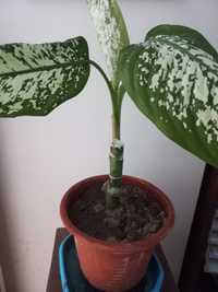 Planta Dieffenbachia Seguine/ Comigo-ninguém-pode / Dumbcane