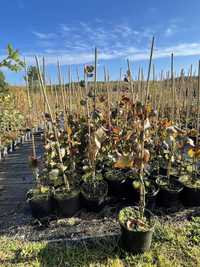 Buk pospolity ’ Purpurea Pendula ’ Fagus sylvatica ( purple fountain )