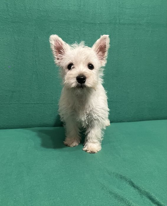 West Highland white terrier