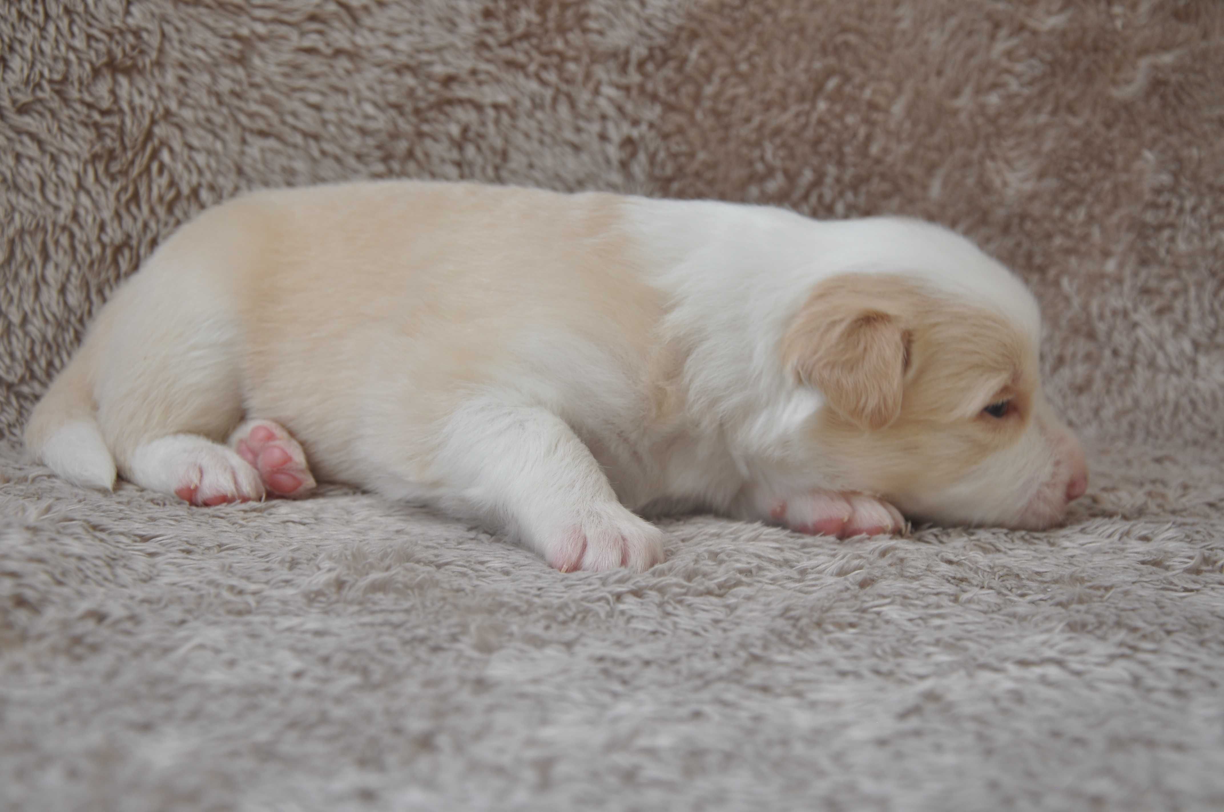 Piesek Border Collie ee-red ZKwP FCI