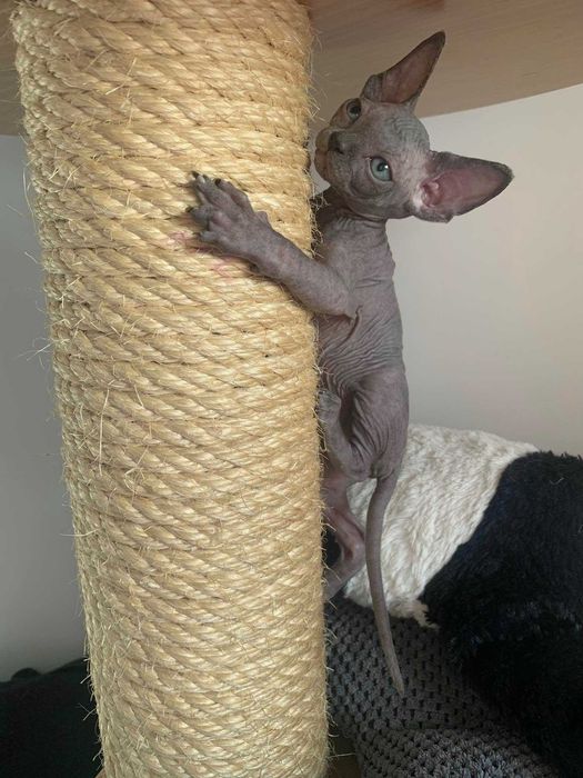 Мимишная девочка окрас голубой.