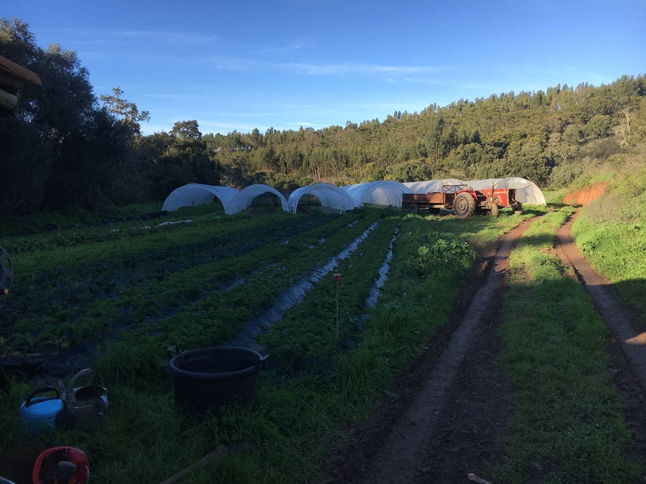 3 estufins à venda, plástico incluido