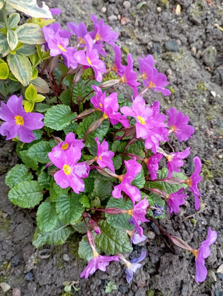 Mieczki,gladiole żółte oraz pierwiostki