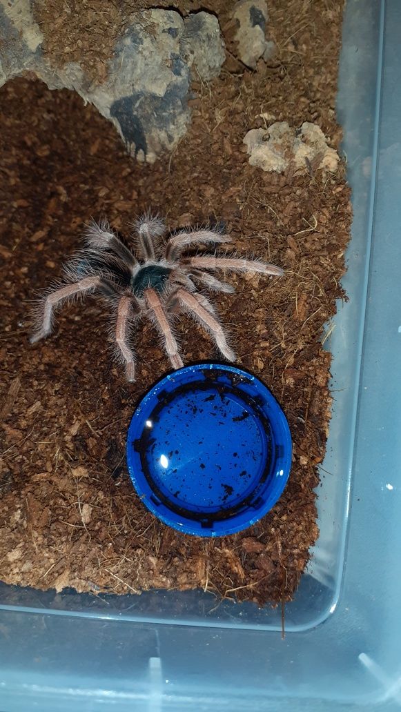 Megaphobema robustum ok. 3 dc samiec
