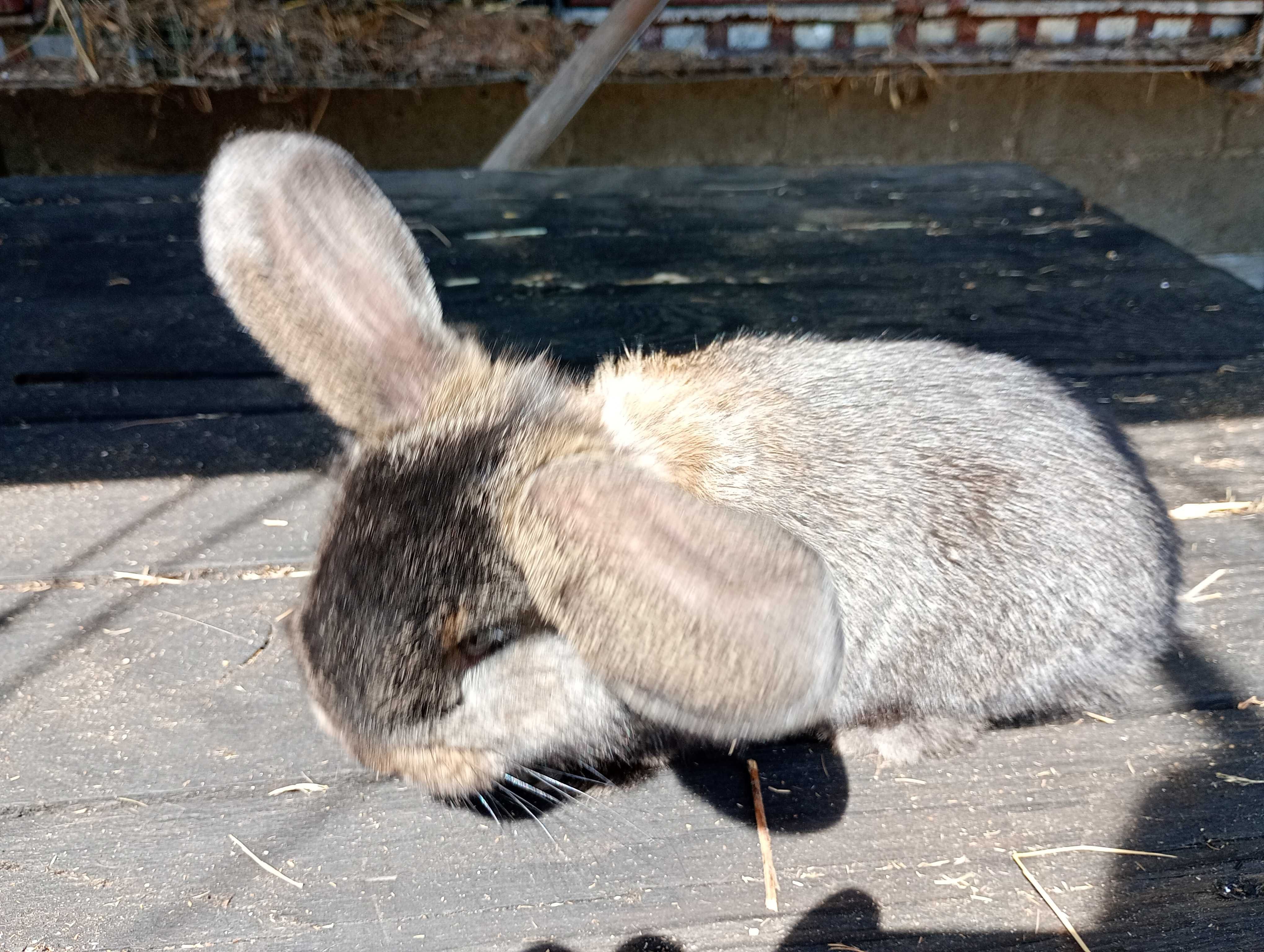 Króliki małe barany