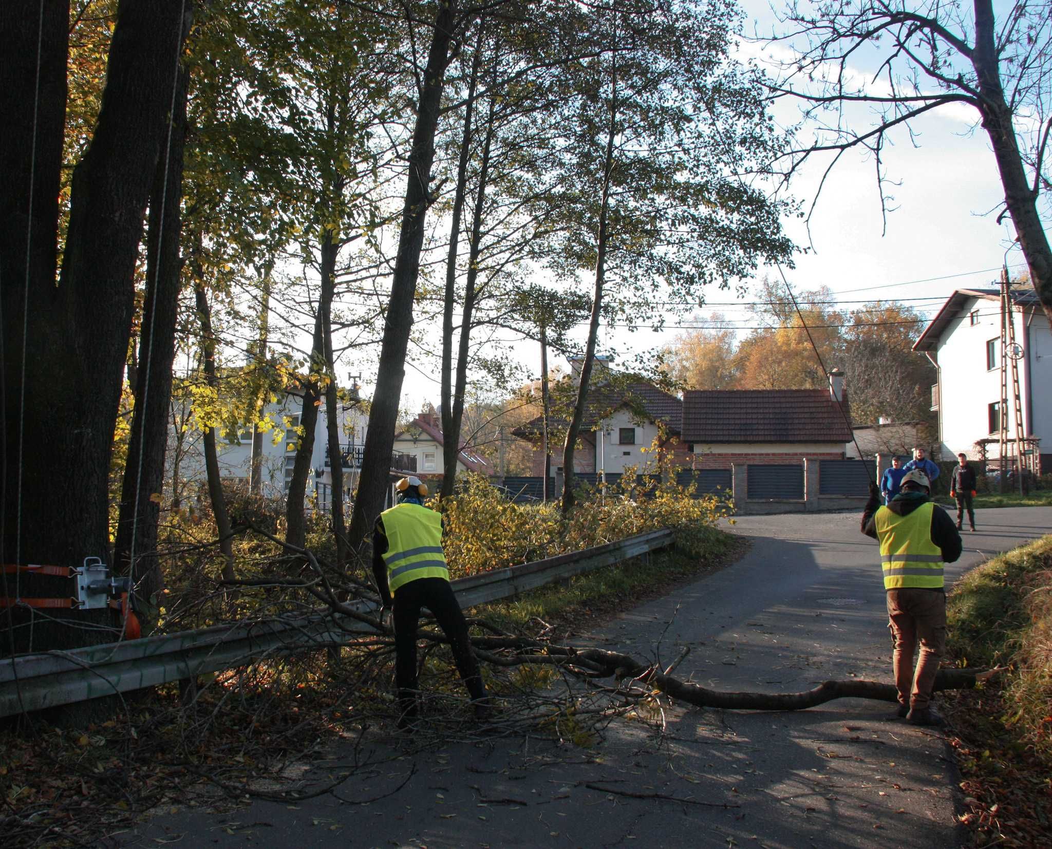 WYCINKA DRZEW metodą alpinistyczną, pielęgnacja korony, frezowanie pni