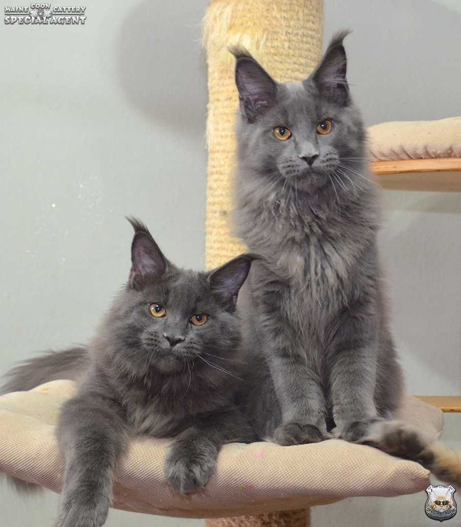 Niebieski kocurek Maine Coon FPL / FIFe; przebadani rodzice