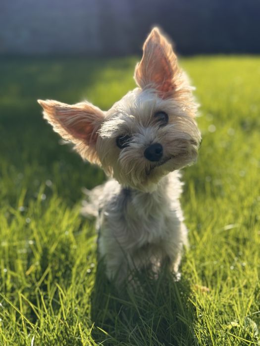 Hotel dla psów, szkolenia, konsultacje behawioralne - Częstochowa