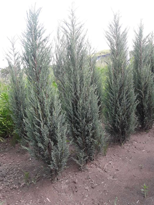 Jałowiec skalny 120,140,150,180 cm! Sadzimy! Nasz Dowóz! Blue Arrow!