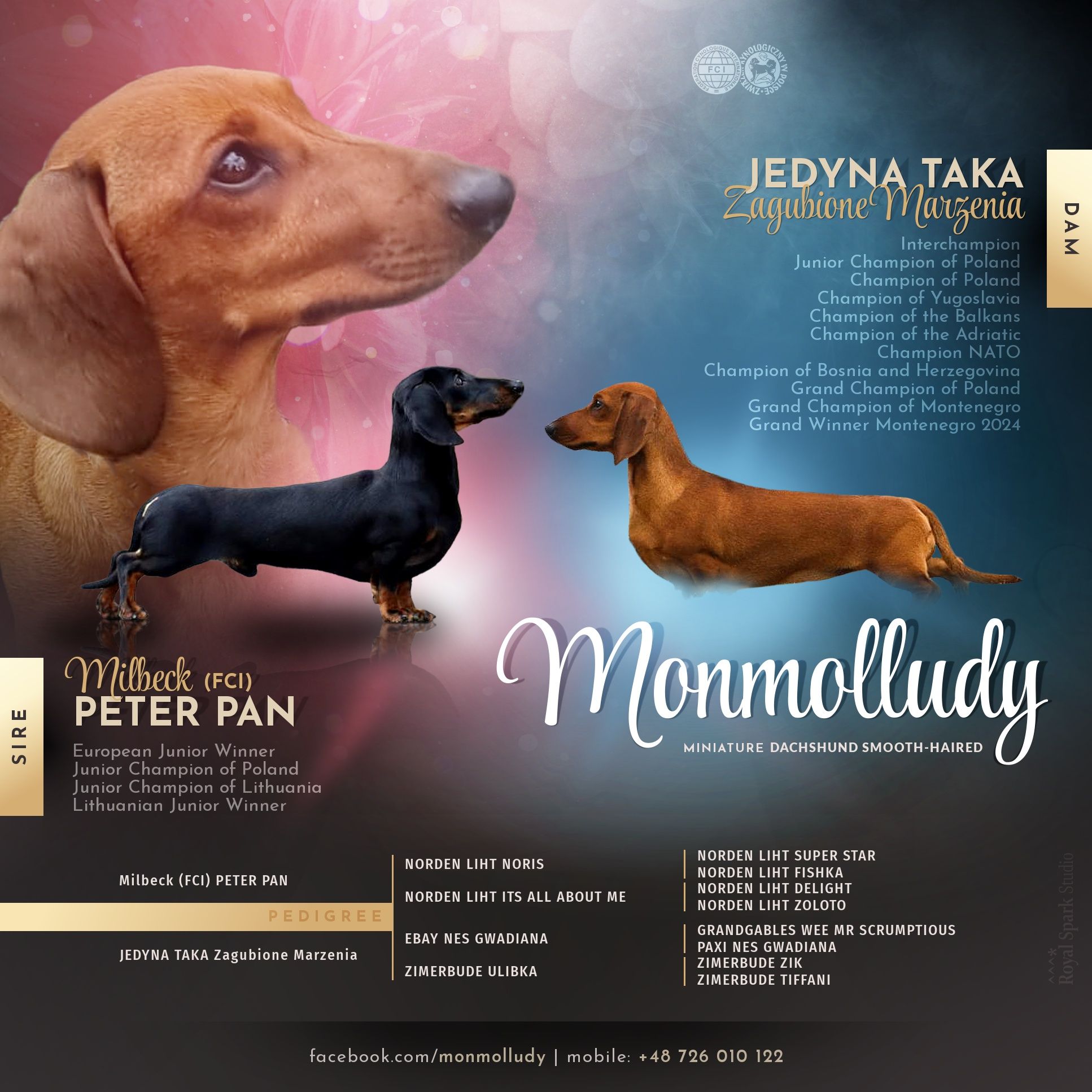 Jamnik krótkowłosy miniaturowy samczyk po championach