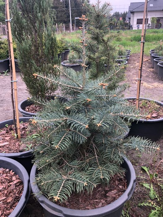 Jodła Kalifornijska 'Concolor' Wys. 90-100cm Pojemnik 65l Leszno wlkp.