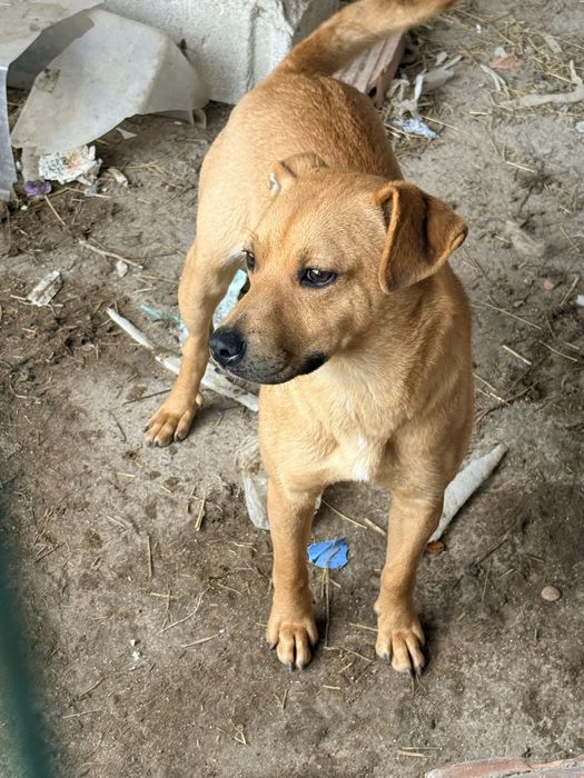 Oddam pieska za darmo