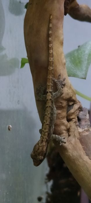 Gekon płaczący lepidodactylus lugubris jaszczurka płaczek