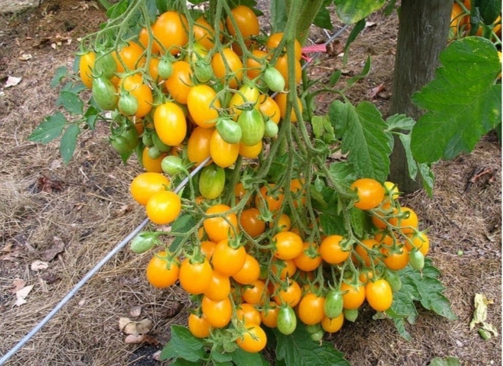 Rozsada pomidorów sadzonki flance