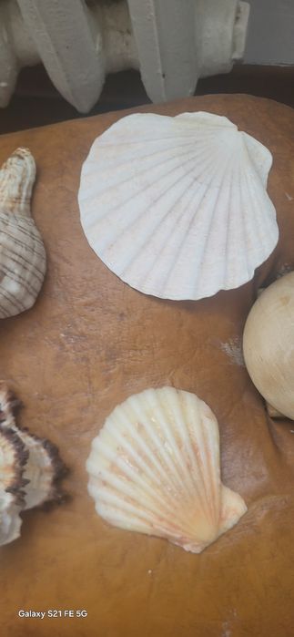 Akwarystyczne Muszle dekoracyjne 9 sztuk