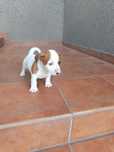 Jack Russell Terier piesek