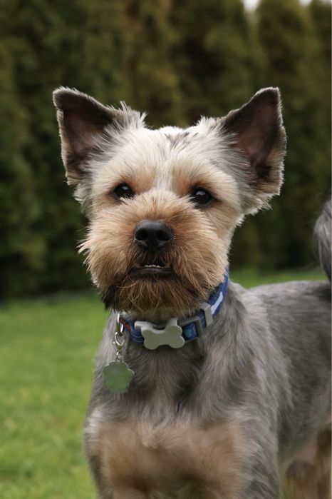 York yorkshire terrier terier pinczer szpic west szkocki border