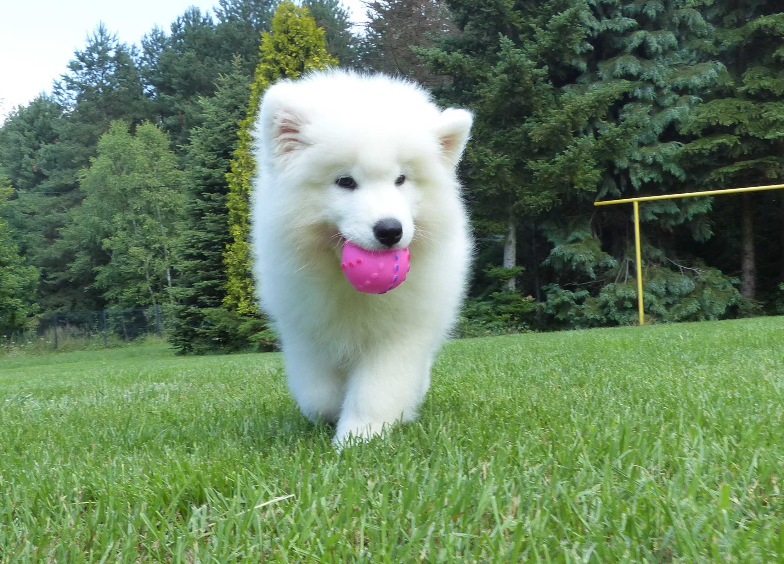 Samoyed / samojed chłopiec ZKwP FCI  2025 Wildness Siberian
