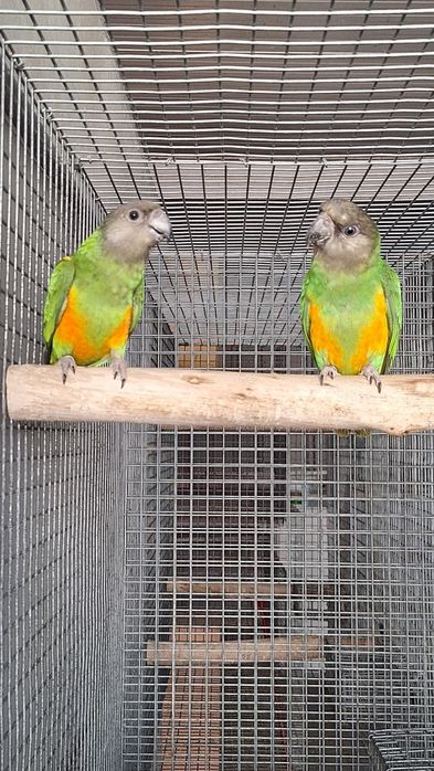 Papagaios do Senegal