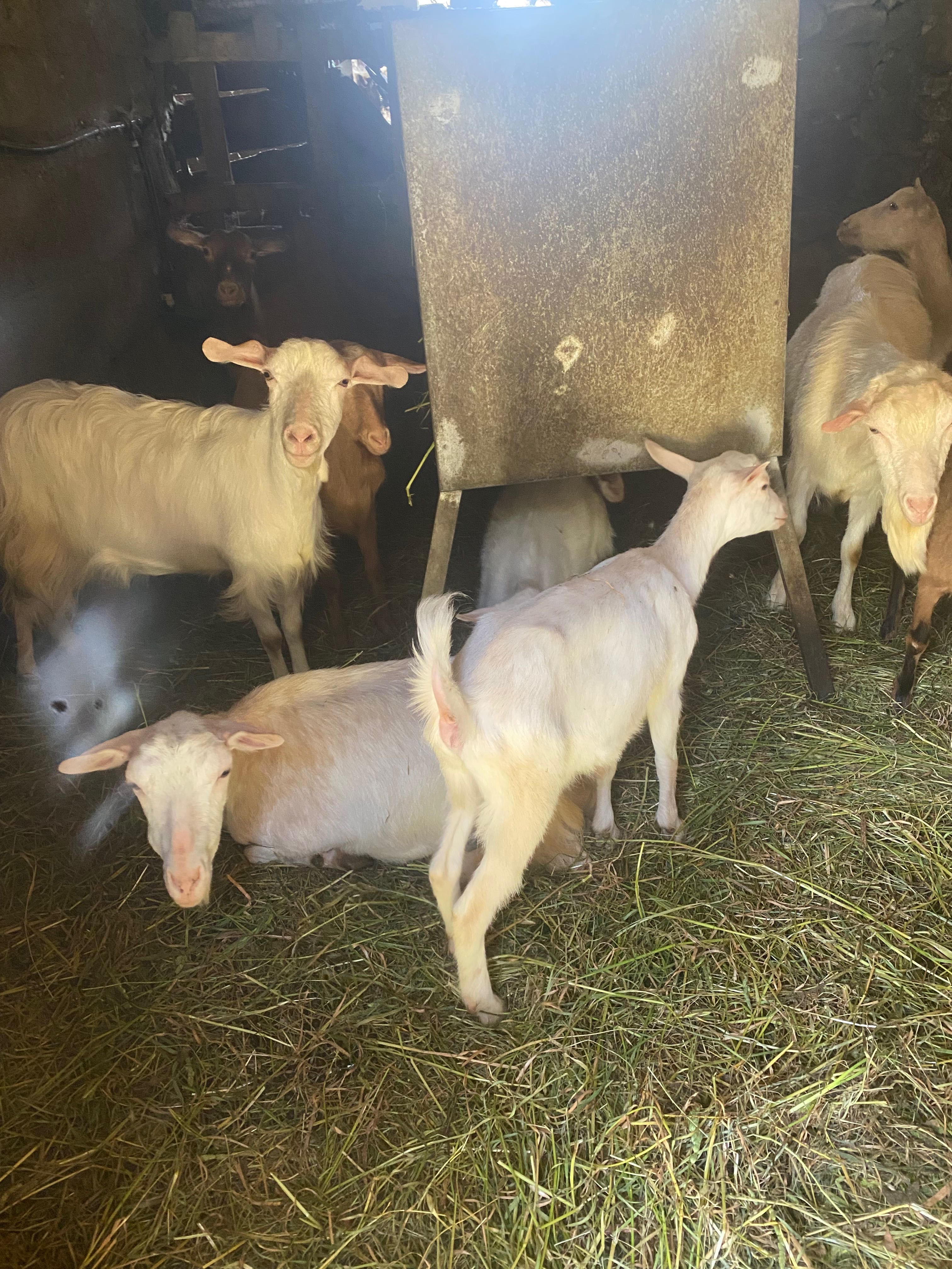Cabras com menos de 1 ano
