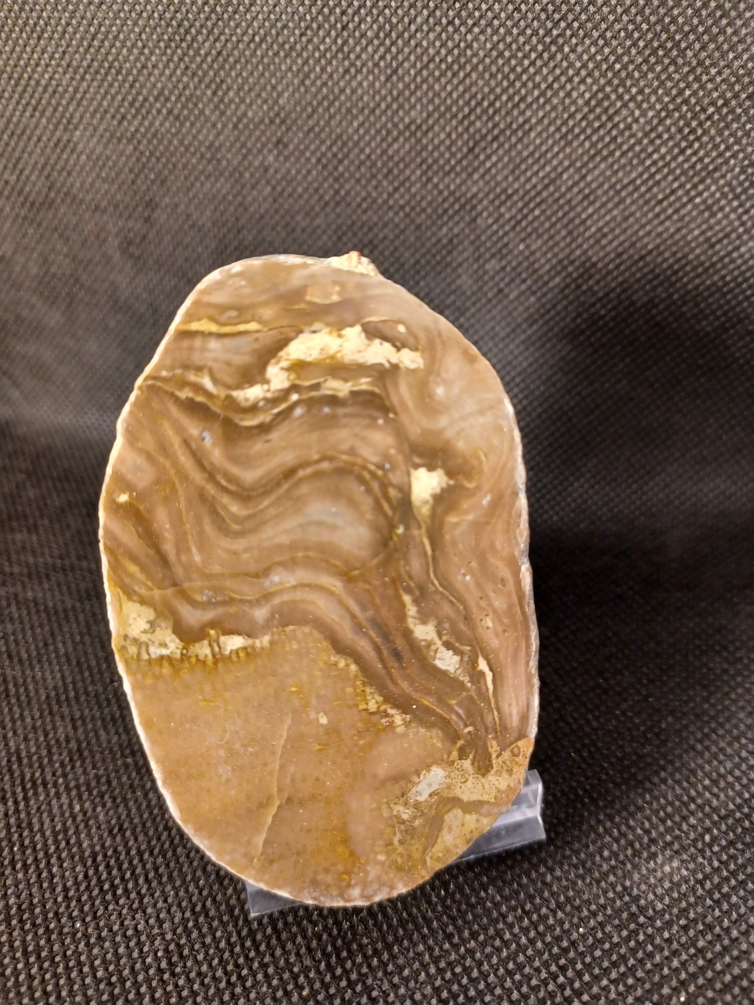 Minerały skamieniałości skały stromatoporoid z koralowcem favosites