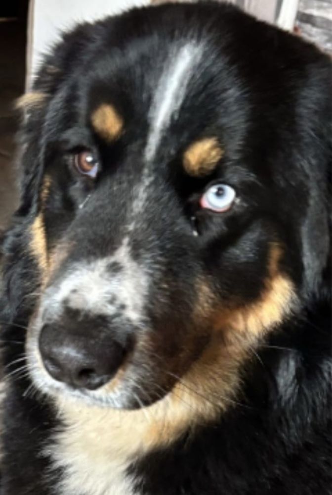 Lucky – spokojne serduszko szuka domu