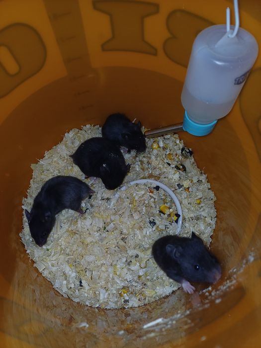 Oddam za darmo tylko dzis Chomiki Syryjskie