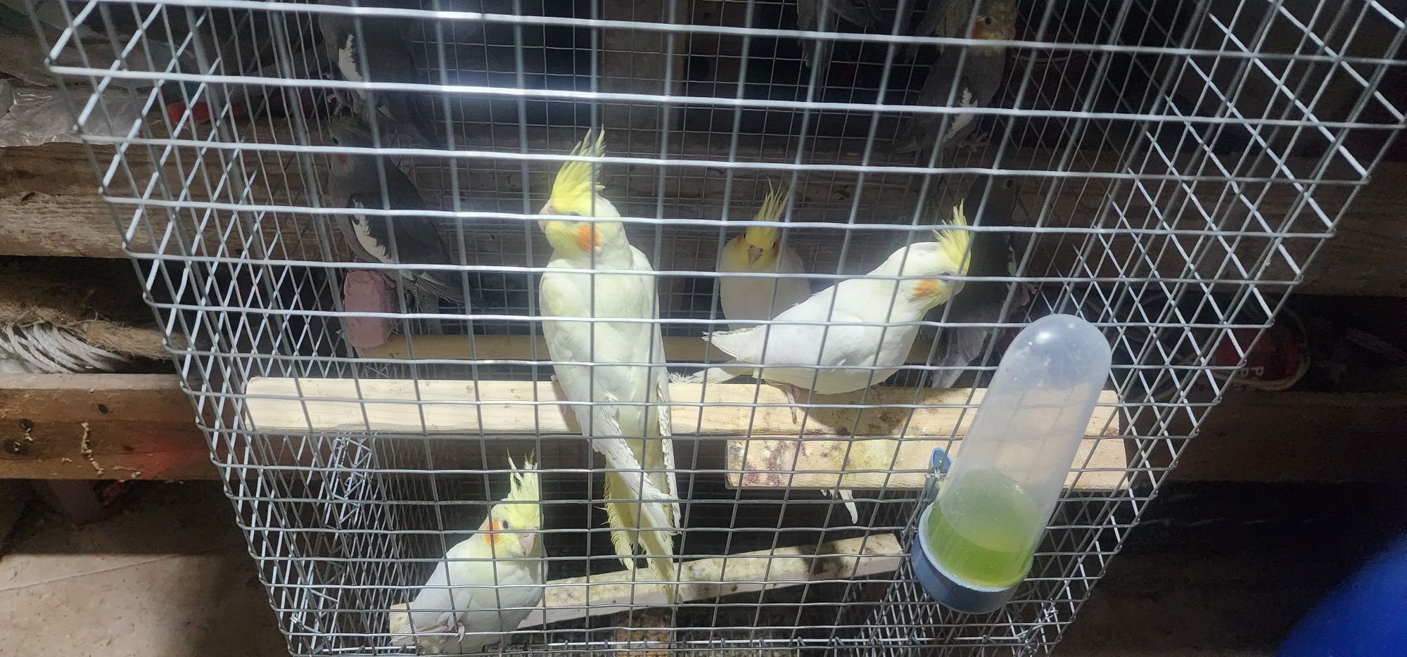 Aves ,piriquitos australianos