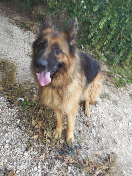 Pastor alemão fêmea com 5 anos