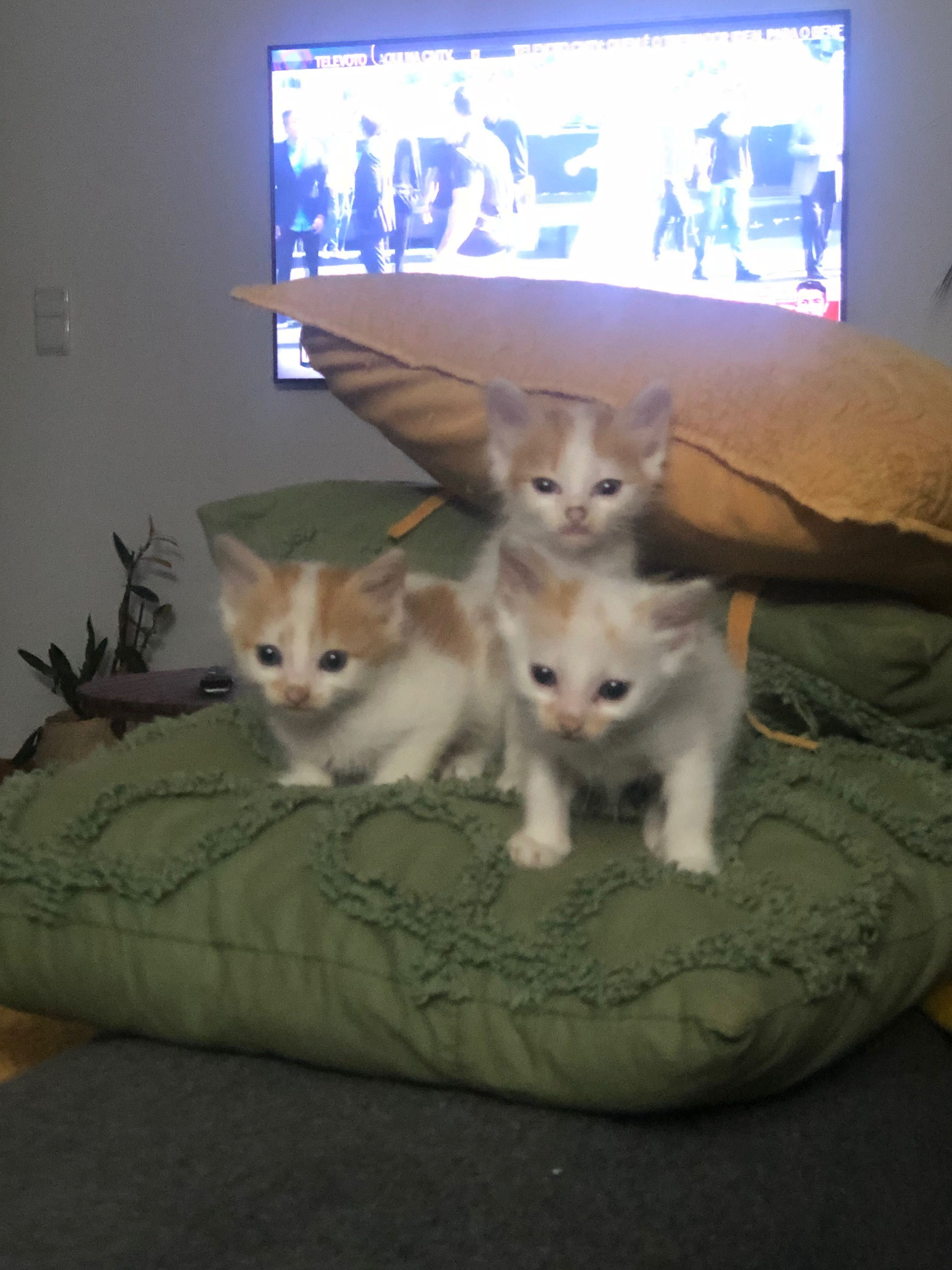 Gatos para adoção