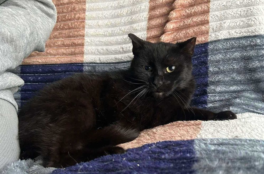 Łagodny, delikatny Bakuś do adopcji