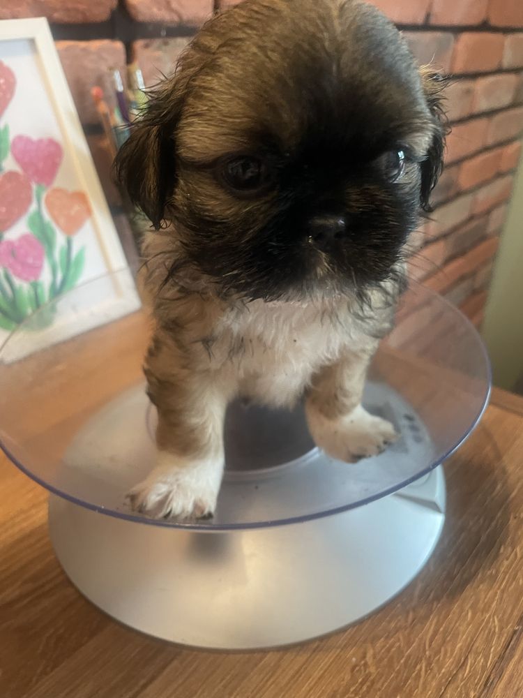 Pekińczyk z shih tzu suczka  cudna