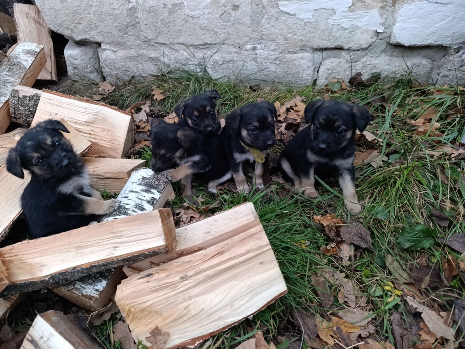 Цуценята в добрі руки